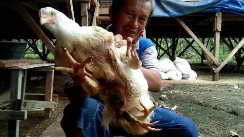 Heboh Ayam Berkaki 4 di Sumbar, Pernah Ditawar Seharga Rp50 Juta