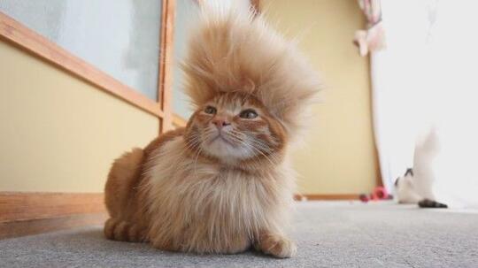 Foto-Foto Kucing dengan Gaya 'Rambut' Masa Kini, Gokil Abis!