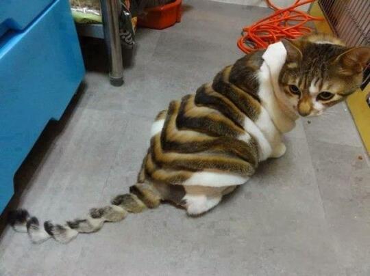 Foto-Foto Kucing dengan Gaya 'Rambut' Masa Kini, Gokil Abis!