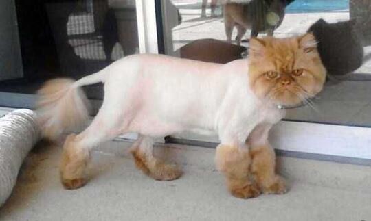Foto-Foto Kucing dengan Gaya 'Rambut' Masa Kini, Gokil Abis!