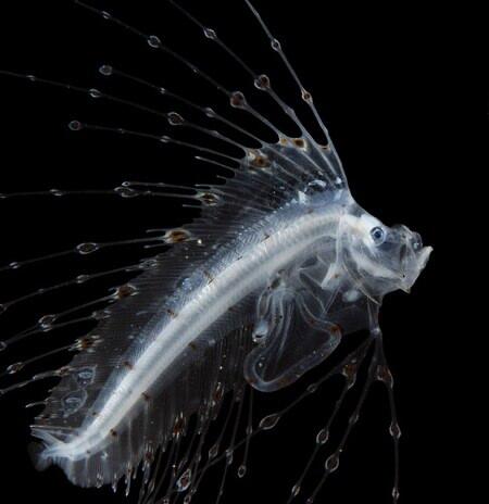 Oarfish Ikan Peramal Akan Datangnya Gempa dan Tsunami, Benarkah?