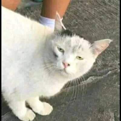 Foto Foto Kucing Dengan Gaya Rambut Masa Kini Gokil Abis Page 5 Kaskus