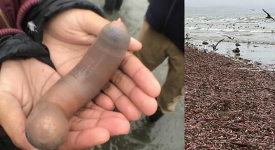 Ribuan Ikan Penis Terdampar di Pantai California, Ternyata Ini Penyebabnya
