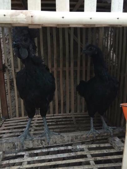 5 Ayam Unik dan Aneh Berharga Fantastis