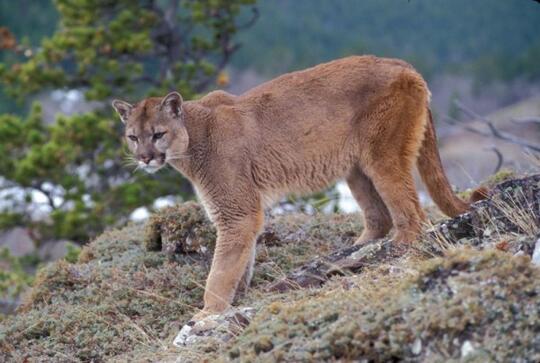 5 Fakta Unik Puma Hewan Nokturnal Dari Benua Amerika Kaskus