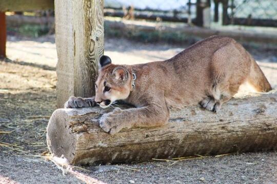 5 Fakta Unik Puma Hewan Nokturnal Dari Benua Amerika Kaskus