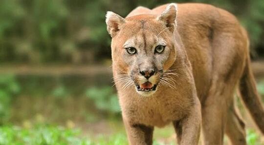 5 Fakta Unik Puma Hewan Nokturnal Dari Benua Amerika Kaskus