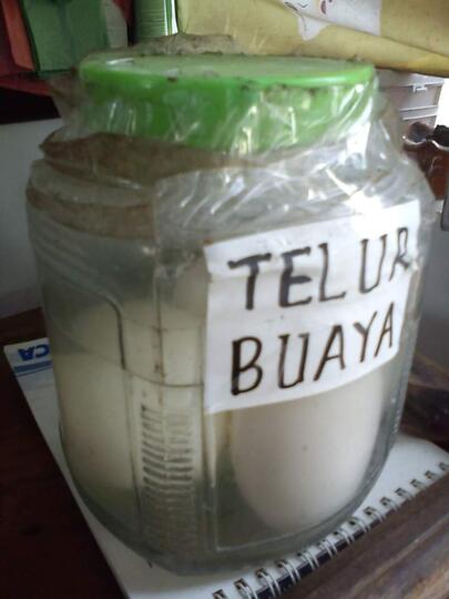 Intip Penangkaran Buaya di Asam Kumbang Medan Sumut Yuk, Ada Buaya Buntungnya Lho ...