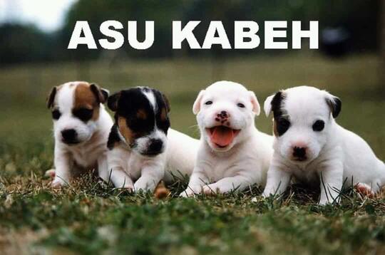 Meme Anjing Yang Sedang Marak Di Media Sosial Page 14 Kaskus