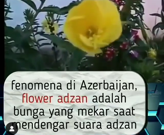 Fenomena Bunga Adzhan yang Hanya Ada di Negara Azerbaijan, Lihat Keistimewaan Lain!