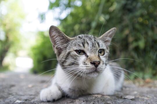 Kota Ini Dihuni Lebih Banyak Kucing Daripada Manusia, Alasan di 
