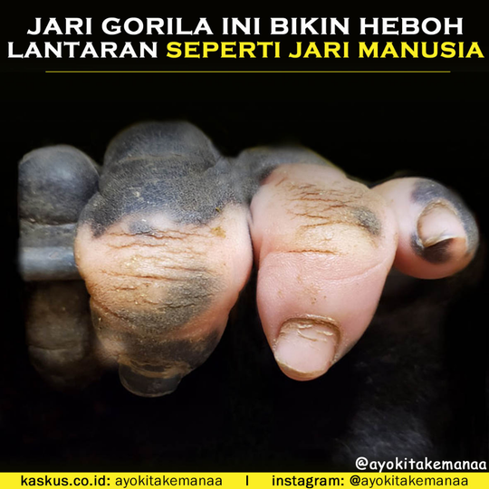 Jari Tangan Gorila Ini Membuat Heboh Orang-Orang Lantaran Menyerupai Jari Manusia