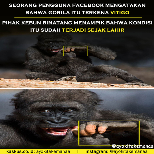 Jari Tangan Gorila Ini Membuat Heboh Orang-Orang Lantaran Menyerupai Jari Manusia