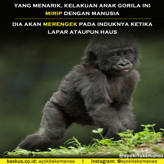 Jari Tangan Gorila Ini Membuat Heboh Orang-Orang Lantaran Menyerupai Jari Manusia