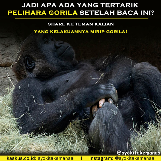 Jari Tangan Gorila Ini Membuat Heboh Orang-Orang Lantaran Menyerupai Jari Manusia