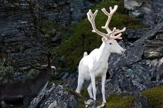 Bikin Greget Inilah 7 Potret Hewan Yang Terlahir Albino Cantik