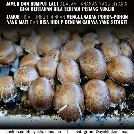Inilah Tumbuhan Yang Masih Bisa Dikonsumsi Manusia Bila Terjadi Perang Nuklir