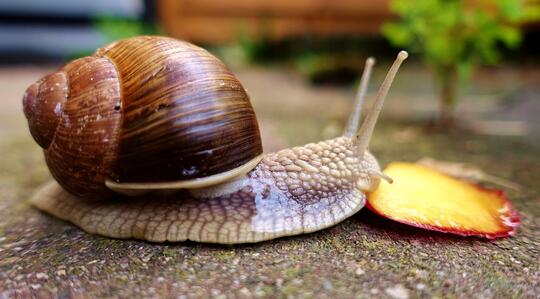8 Kekuatan Tersembunyi Bekicot yang Jarang Diketahui
