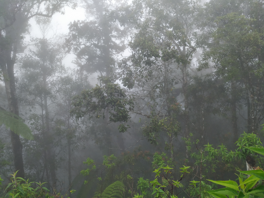 SANTUY MENDAKI GUNUNG DI MUSIM HUJAN - CATPER GUNUNG BURANGRANG 14-15 JANUARI 2020