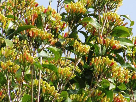 Mengapa Menjadi Pilihan Para Petani di Sinjai?