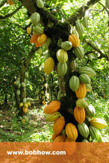 Mengapa Menjadi Pilihan Para Petani di Sinjai?