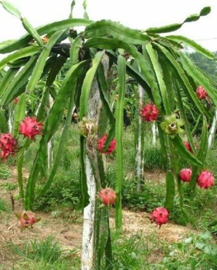 Mengapa Menjadi Pilihan Para Petani di Sinjai?