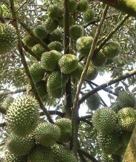 Mengapa Menjadi Pilihan Para Petani di Sinjai?