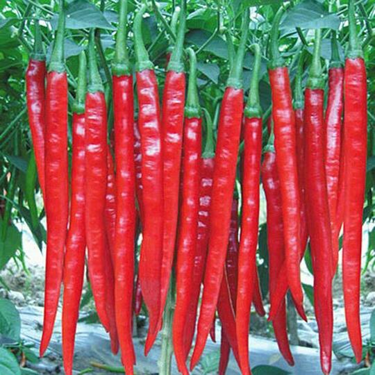 Mengapa Menjadi Pilihan Para Petani di Sinjai?