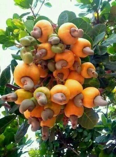 Mengapa Menjadi Pilihan Para Petani di Sinjai?