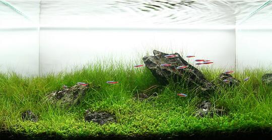 Hobby Aquascape? 3 jenis gaya pada aquascape.