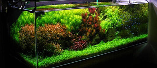 Hobby Aquascape? 3 jenis gaya pada aquascape.