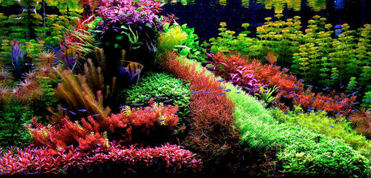Hobby Aquascape? 3 jenis gaya pada aquascape.