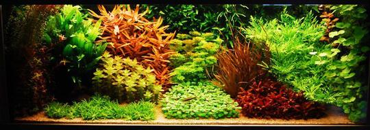 Hobby Aquascape? 3 jenis gaya pada aquascape.