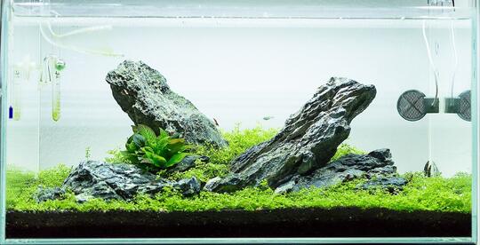 Hobby Aquascape? 3 jenis gaya pada aquascape.