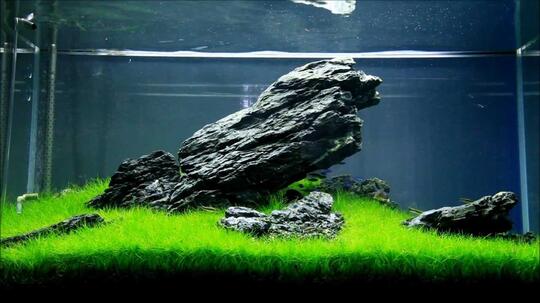 Hobby Aquascape 3 Jenis Gaya Pada Aquascape Kaskus