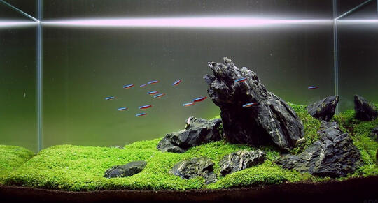 Balasan Dari Hobby Aquascape 3 Jenis Gaya Pada Aquascape Kaskus