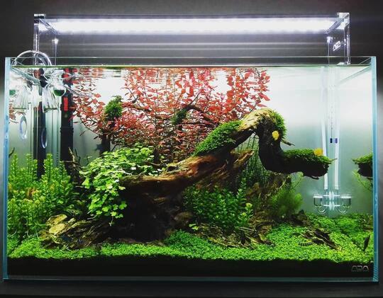 Balasan Dari Hobby Aquascape 3 Jenis Gaya Pada Aquascape Kaskus