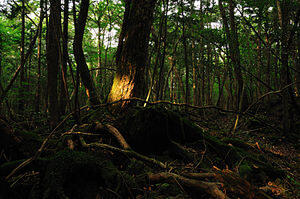Inikah Penyebab Hutan Aokigahara Menjadi Tempat Favorit Untuk Mengakhiri Hidup?