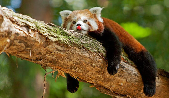 Panda merah, berikut fakta - fakta mengenai panda merah
