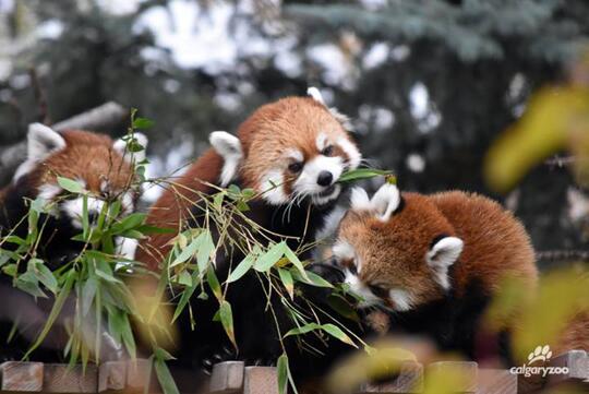 Panda merah, berikut fakta - fakta mengenai panda merah