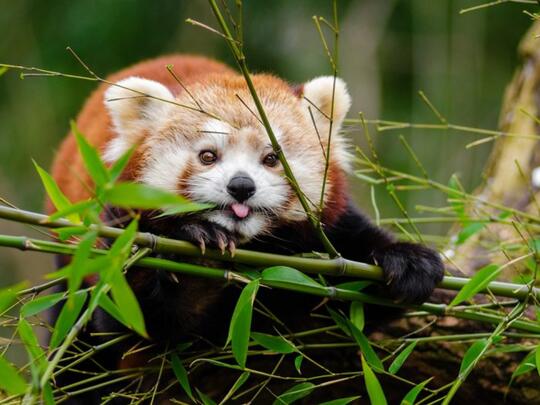 Panda merah, berikut fakta - fakta mengenai panda merah