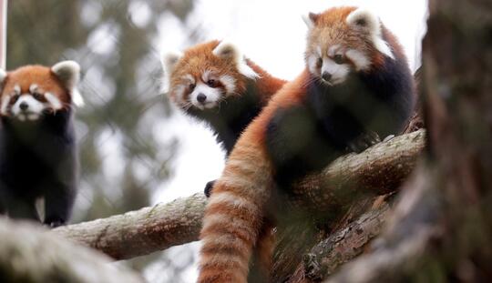 Panda merah, berikut fakta - fakta mengenai panda merah