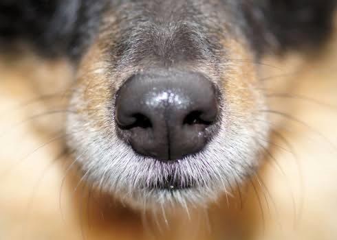 Jangan Salah! Kumis Anjing Ternyata Punya Fungsi yang Sangat Penting Loh!