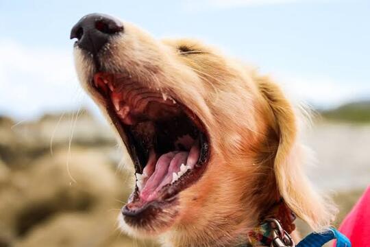Jangan Salah! Kumis Anjing Ternyata Punya Fungsi yang Sangat Penting Loh!