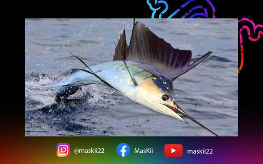 Inilah Fakta Ikan Sori yang Menancap Leher Pelajar SMP