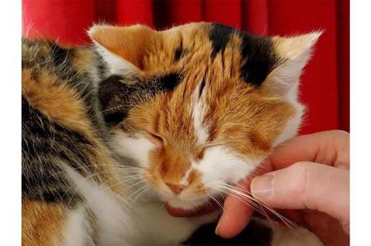 Sayang sama Kucing Peliharaan Tapi Merasa Si Kucing Tak Sayang Kamu? Perhatikan Ini!