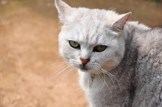 Sayang sama Kucing Peliharaan Tapi Merasa Si Kucing Tak Sayang Kamu? Perhatikan Ini!