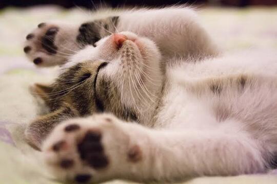 Sayang sama Kucing Peliharaan Tapi Merasa Si Kucing Tak Sayang Kamu? Perhatikan Ini!