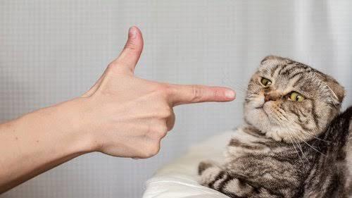 Sayang sama Kucing Peliharaan Tapi Merasa Si Kucing Tak Sayang Kamu? Perhatikan Ini!