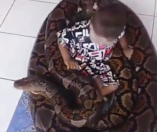 Media Sosial Digegerkan Bayi Bermain Dengan Ular Raksasa, Netijen Histeris Meringis!
